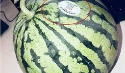 吃瓜陇南网红,揭秘网红背后的故事